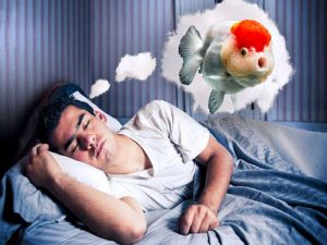 Ngủ mơ thấy cá báo hiệu điều gì?
